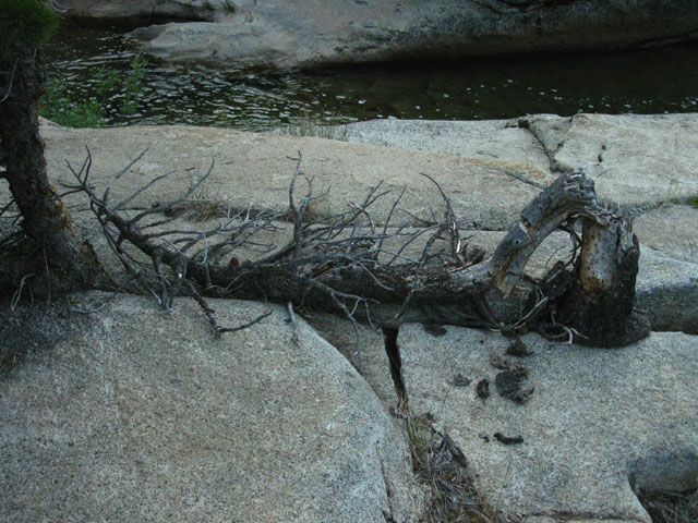 The process of breaking off a massive granite slab starts with the smallest trees